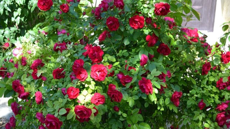 A guide to cutting roses in the fall at home for beginner florists