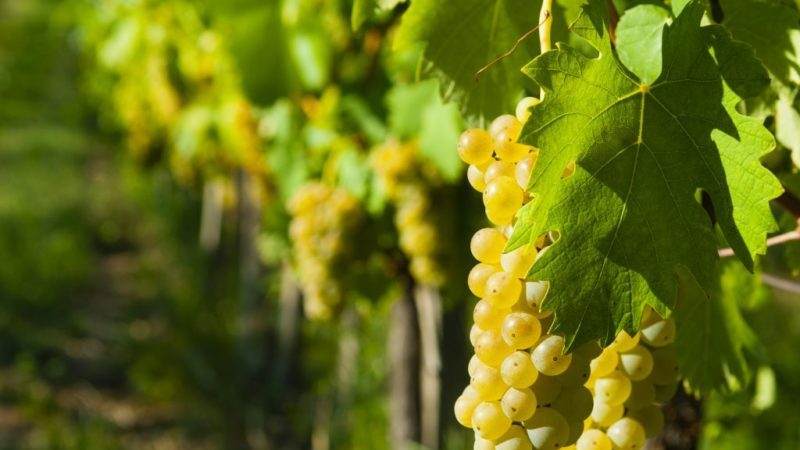 What properties should non-covering grape varieties possess and which of them are considered the best