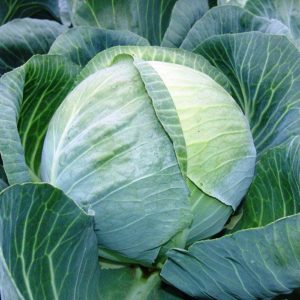 Late ripe cabbage hybrid Kolobok f1 for winter storage