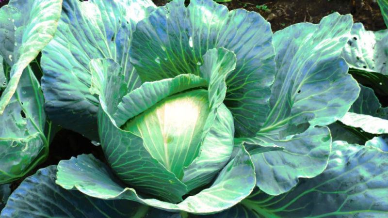 Late ripe cabbage hybrid Kolobok f1 for winter storage