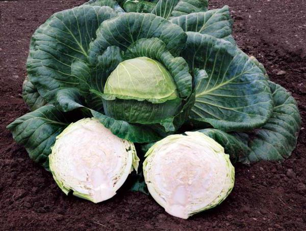 High-yielding medium-late hybrid of Megaton f1 cabbage with good keeping quality