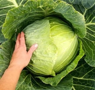 High-yielding medium-late hybrid of Megaton f1 cabbage with good keeping quality
