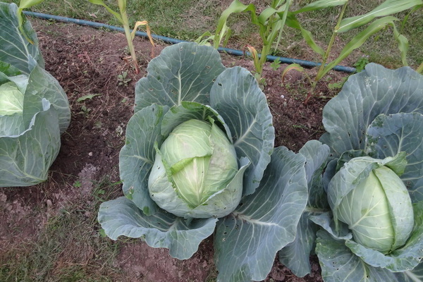 High-yielding medium-late hybrid of Megaton f1 cabbage with good keeping quality