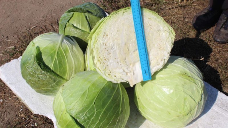 High-yielding medium-late hybrid of Megaton f1 cabbage with good keeping quality