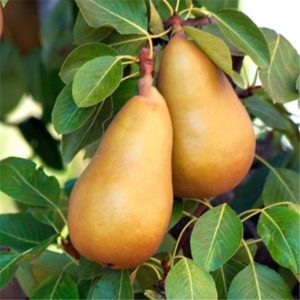 The best self-fertile pear varieties: cultivation features