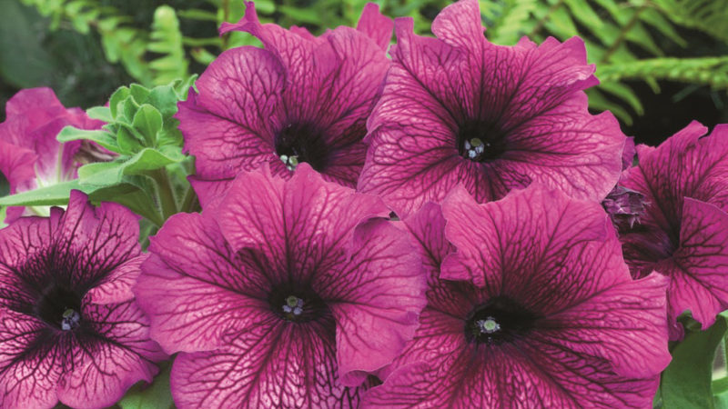 Why petunia flowers are good and how to grow them correctly