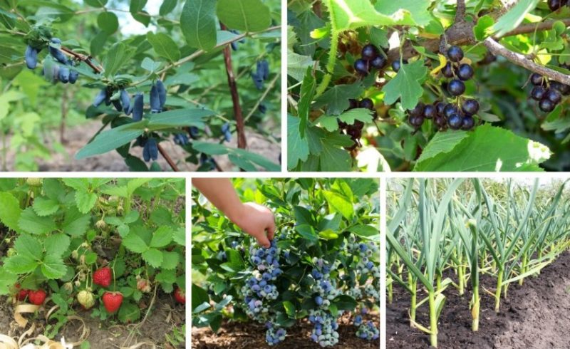 Crop rotation rules for growing berries: is it possible to plant black currants and red ones nearby