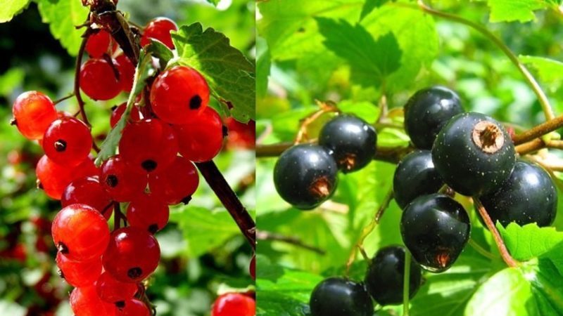 What is currant anthracnose and how to deal with this disease