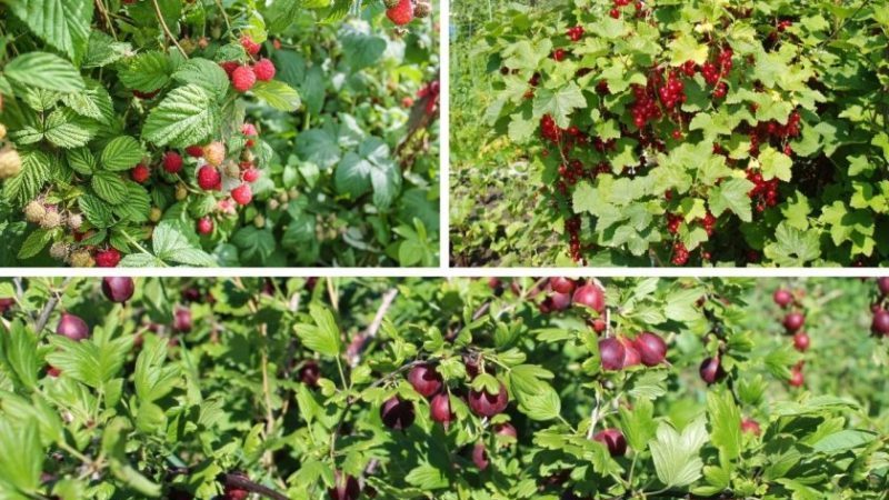 Crop rotation rules for growing berries: is it possible to plant black currants and red ones nearby
