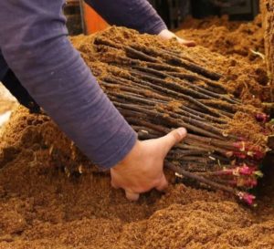 A guide to cutting roses in the fall at home for beginner florists