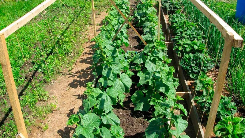 Instructions for the formation of cucumbers on a trellis in the open field for novice summer residents