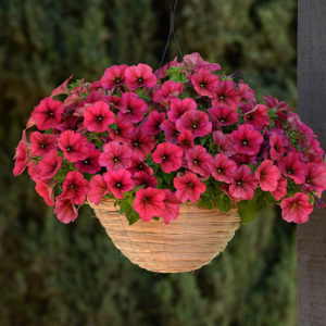 Why petunia flowers are good and how to grow them correctly