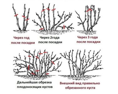 Step-by-step instructions on how to prune currants in the spring to have a good harvest