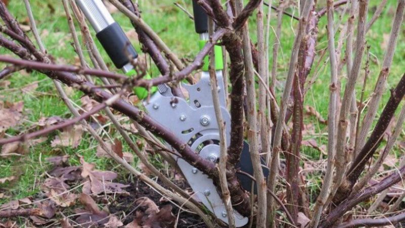 How and what to spray currants in the spring from pests and diseases