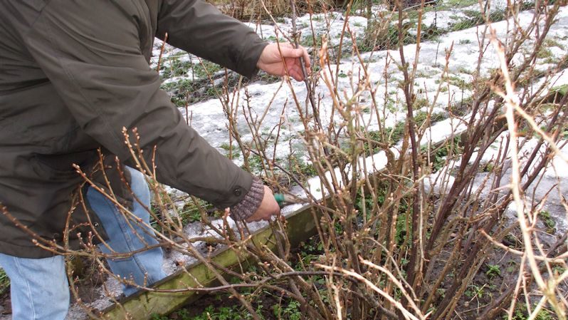 Step-by-step instructions on how to prune currants in the spring to have a good harvest