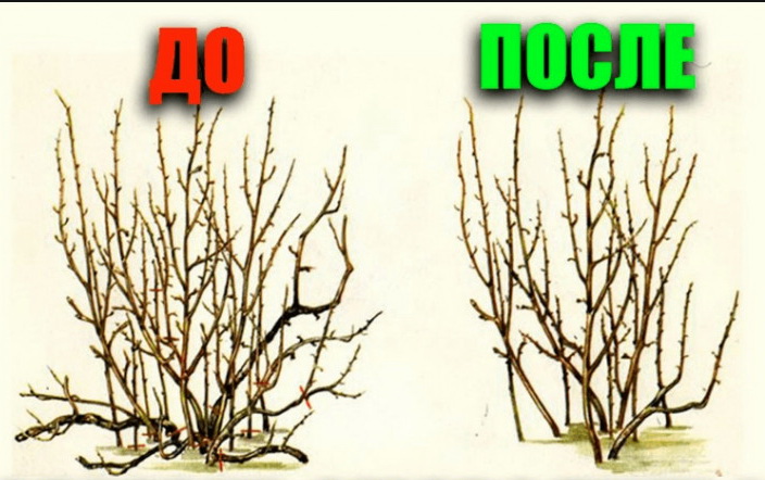 Step-by-step instructions on how to prune currants in the spring to have a good harvest