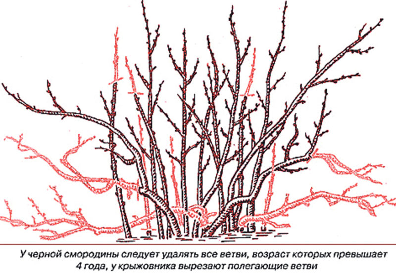 Step-by-step instructions on how to prune currants in the spring to have a good harvest