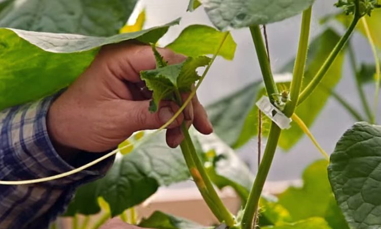 How to pinch cucumbers in the greenhouse and other care methods from planting to harvest