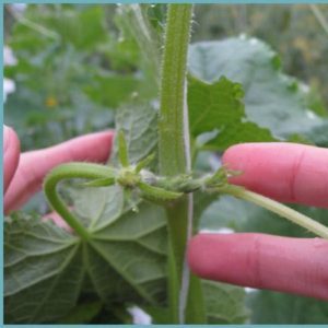 How to pinch cucumbers in the greenhouse and other care methods from planting to harvest
