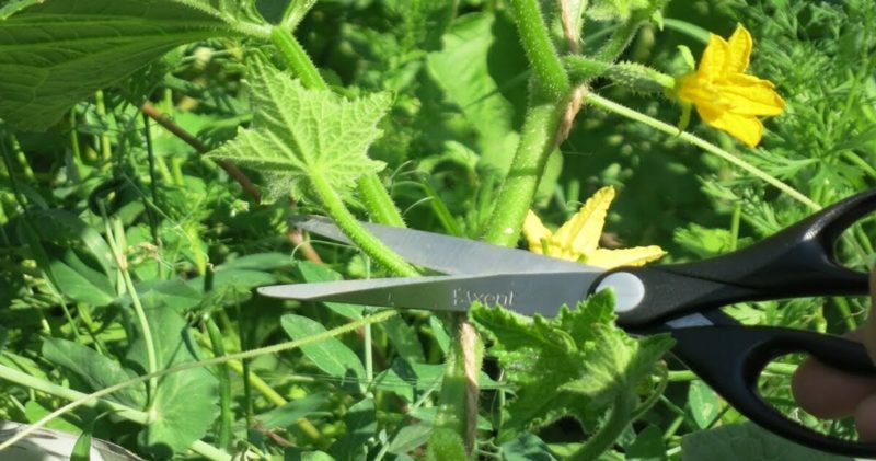 How to pinch cucumbers in the greenhouse and other care methods from planting to harvest