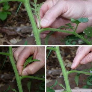 We learn from experienced summer residents how to pinch tomatoes correctly: an analysis of the nuances and a step-by-step description of the process