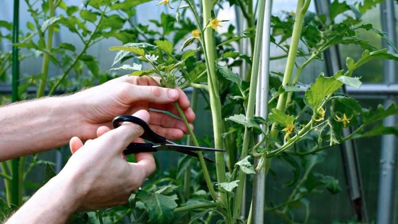 We learn from experienced summer residents how to pinch tomatoes correctly: an analysis of the nuances and a step-by-step description of the process