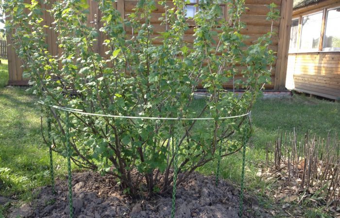 How to feed gooseberries in spring