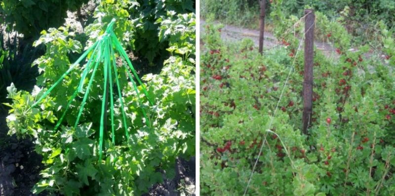 Step-by-step instructions for beginner gardeners: how to tie a gooseberry and form a bush correctly