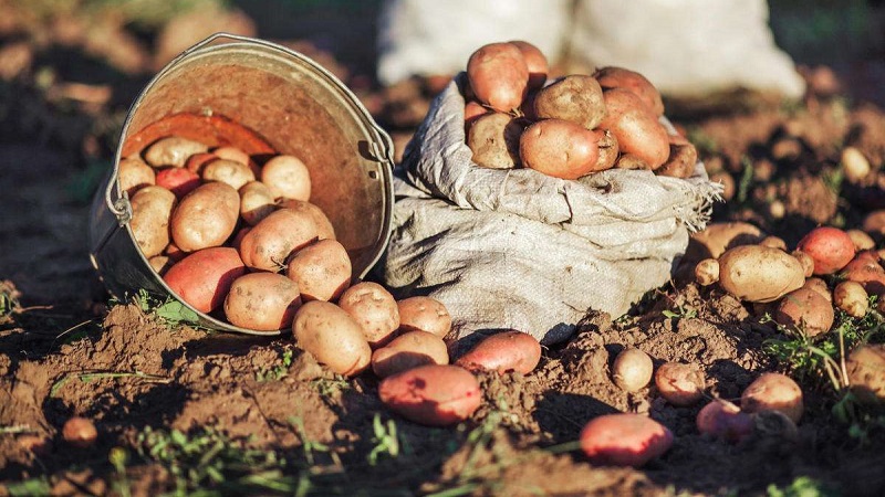 How to get a good potato crop on your plot, even on a small area