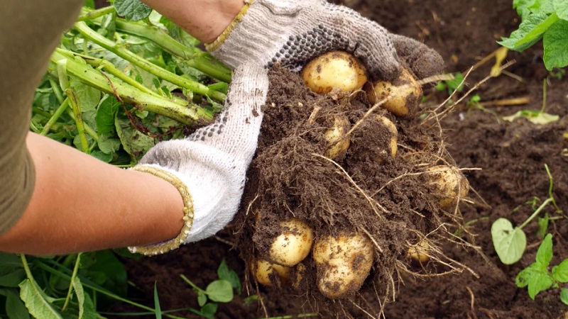 How to get a good potato crop on your plot, even on a small area