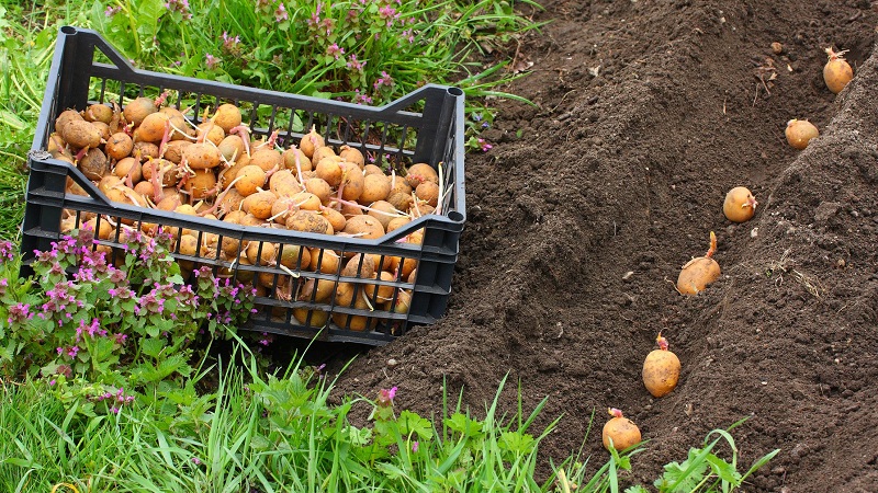How to get a good potato crop on your plot, even on a small area