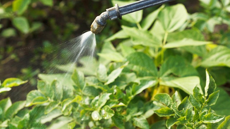 How to get a good potato crop on your plot, even on a small area