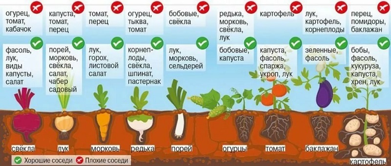 How to get a good potato crop on your plot, even on a small area