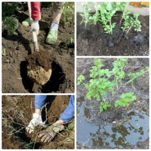 How to transplant gooseberries correctly