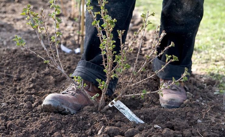 How to transplant gooseberries correctly