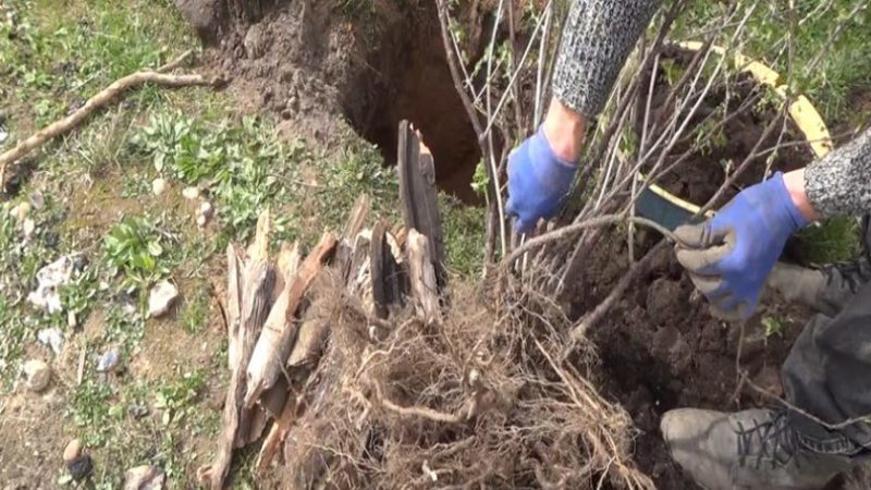 How to transplant gooseberries correctly