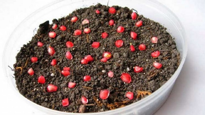 How to properly plant pomegranates at home: a beginner's guide