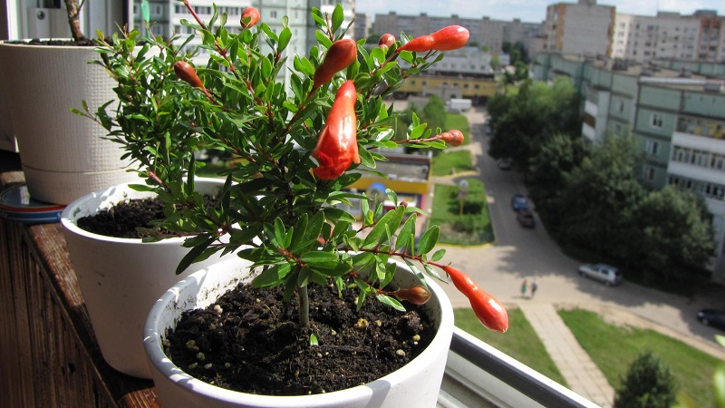 How to properly plant pomegranates at home: a beginner's guide