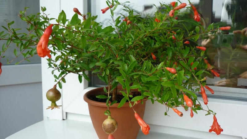 How to properly plant pomegranates at home: a beginner's guide