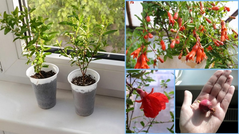 How to properly plant pomegranates at home: a beginner's guide