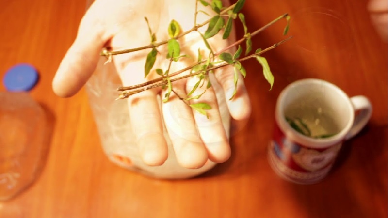 How to properly plant pomegranates at home: a beginner's guide