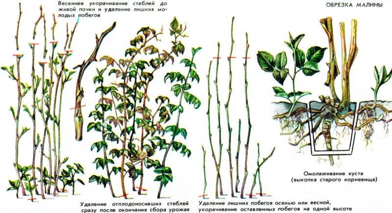 How to properly prune raspberries in spring: a step-by-step guide