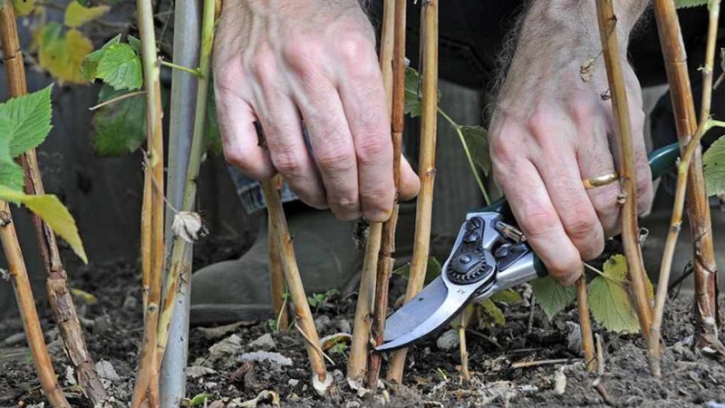 How to properly prune raspberries in spring: a step-by-step guide