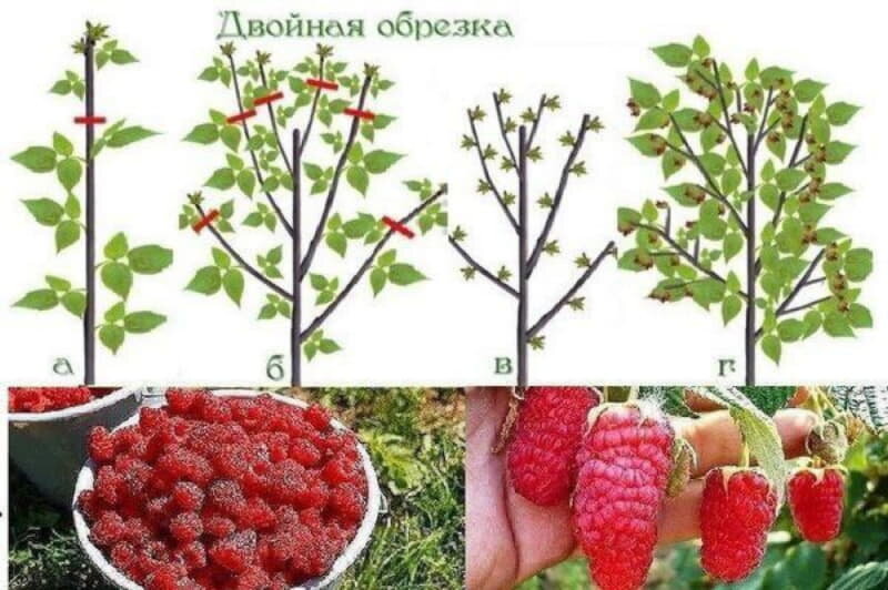 How to properly prune raspberries in spring: a step-by-step guide