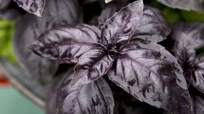How to grow basil Ruby Cairo: planting and care step by step for beginners