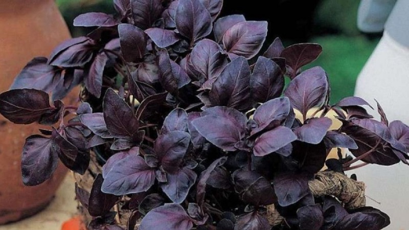 How to grow basil Ruby Cairo: planting and care step by step for beginners