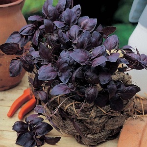 How to grow basil Ruby Cairo: planting and care step by step for beginners