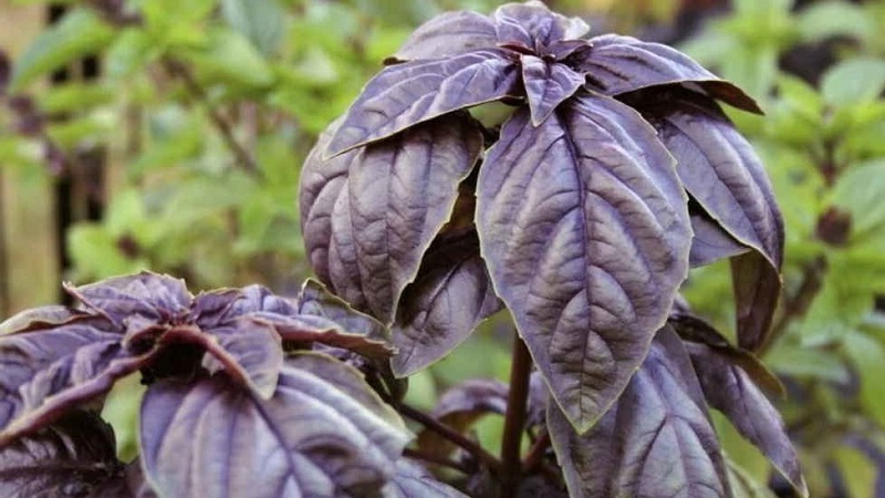 How to grow basil Ruby Cairo: planting and care step by step for beginners