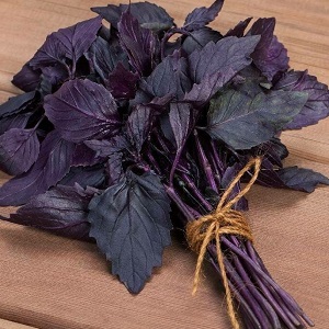 How to grow basil Ruby Cairo: planting and care step by step for beginners