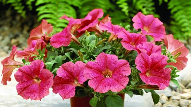 The best ways to extend the flowering of petunias in pots: advice from experienced flower growers